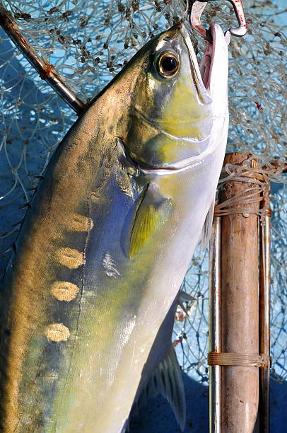 istock Queenfish in the hook and fishing net 520129314