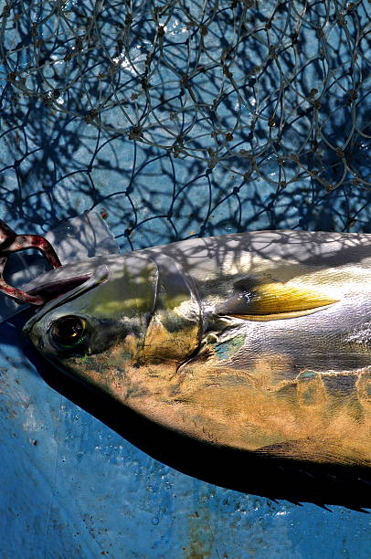 o seriphus politus na rede de pesca e anzol - fishing net commercial fishing net netting isolated - fotografias e filmes do acervo