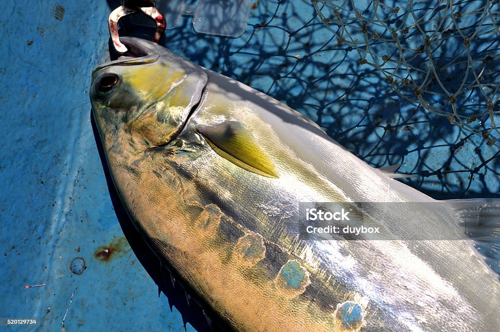 Queenfish in the hook and fishing net Queenfish in the hook anf fishing netQueenfish in the hook and fishing net Albacore Tuna Stock Photo
