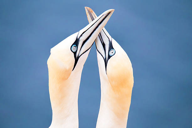 istock northern gannet, birds in love 520130122