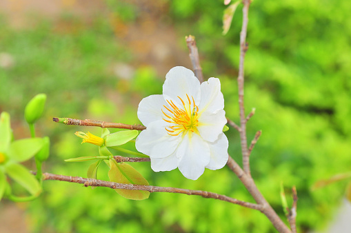 White apricot blossom in the spring