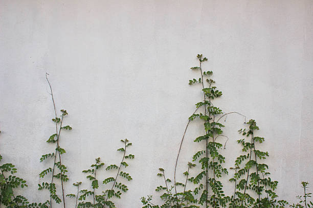 istock Bright green foliage on background summer ruined concrete wall 520130507