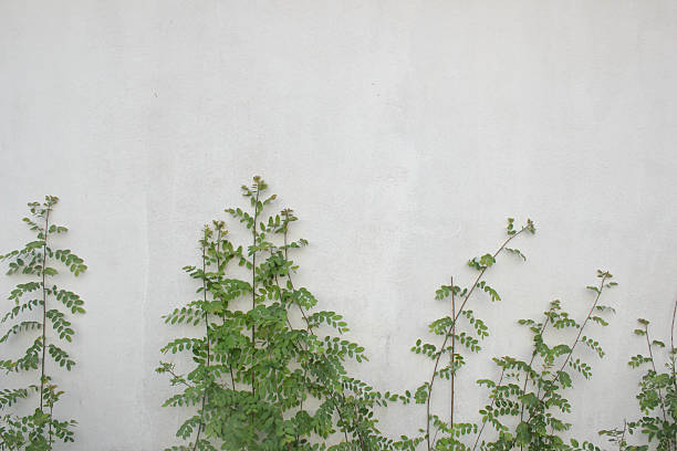 istock Bright green foliage on background summer ruined concrete wall 520130509