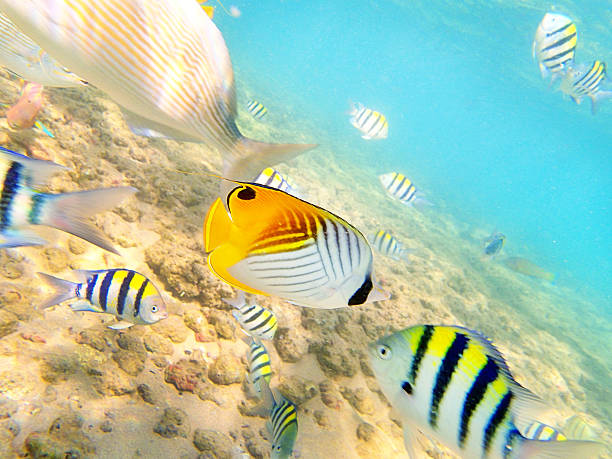 Snorkeling Scene of Reef Fishes in Kauai Hawaii Threadfin Butterflyfish around the Reefs in Kauai, Hawaii, USA. naso unicornis stock pictures, royalty-free photos & images