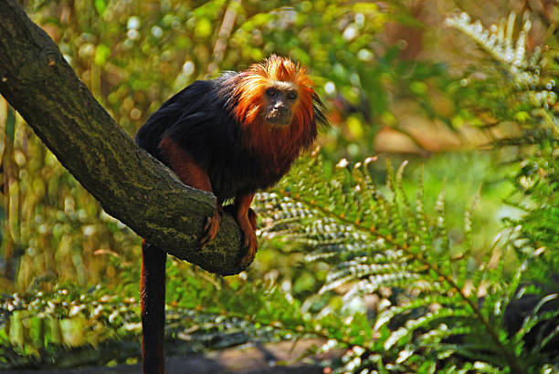 The Golden Lion Tamarin, Leontopithecus rosalia, also known as Golden Marmoset. A small New World monkey endemic to Brazil.