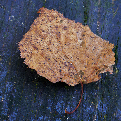 Isolated dried brown tropical leaf