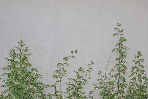 istock Bright green foliage on background summer ruined concrete wall 520131027