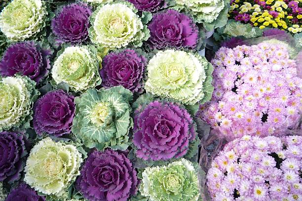 istock Purple oriental cabbages and flowers 520131825