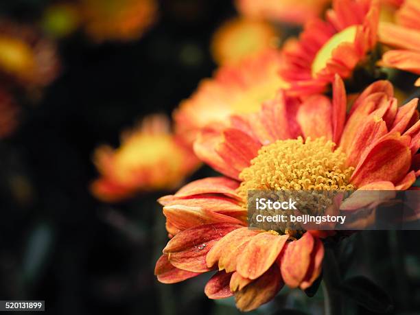 Chrysanthemum Stock Photo - Download Image Now - Awe, Beauty, Beauty In Nature