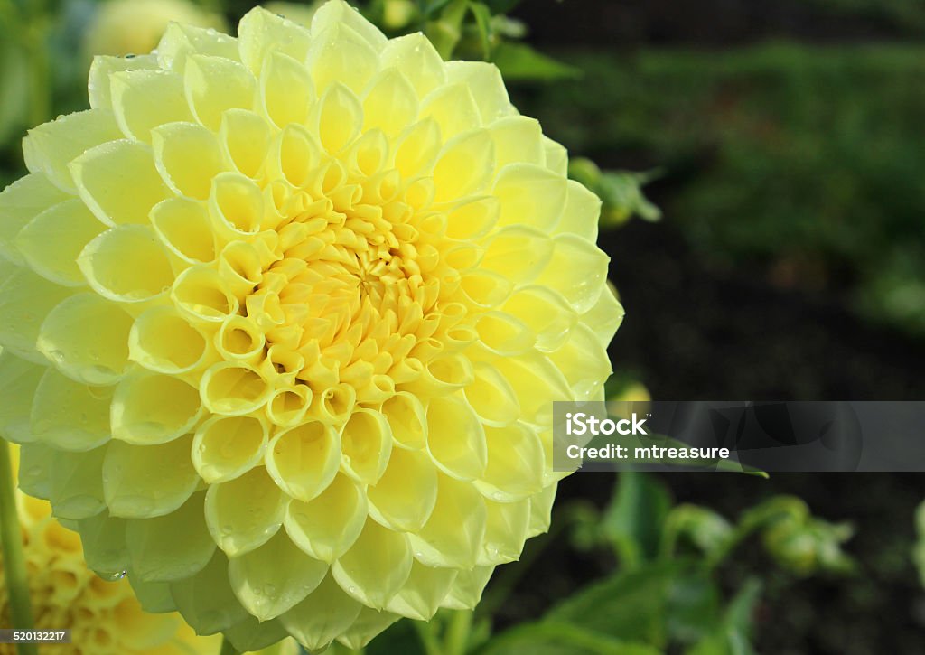 Yellow pompon dahlia flower (ball dahlias), flowering in summer garden Photo showing a bright yellow pompom / pompon dahlia flower, pictured flowering in the garden sunshine.  This type of flower is also known as a ball dahlia and is popular because of its delicate petal pattern, being a favourite at flower shows and in floral arrangements, by nurseries, florists and those keen on flower arranging. Beauty In Nature Stock Photo
