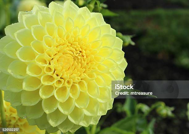 Yellow Pompon Dahlia Flower Flowering In Summer Garden Stock Photo - Download Image Now