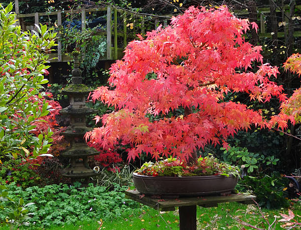 istock Japanese maple bonsai trees with red autumn leaves (acer palmatum) 520132231