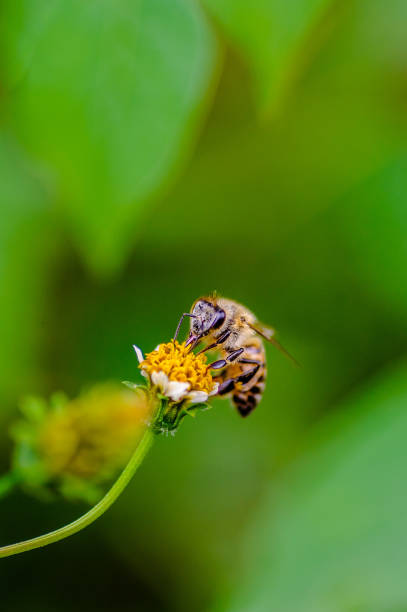 Honeybee in garden collecting nectar from flower stock photo