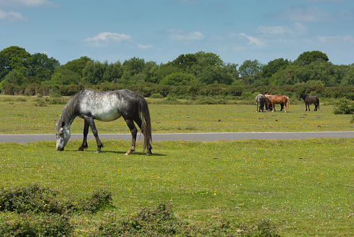The New Forest Hampshire England UK with wild ponies grazing