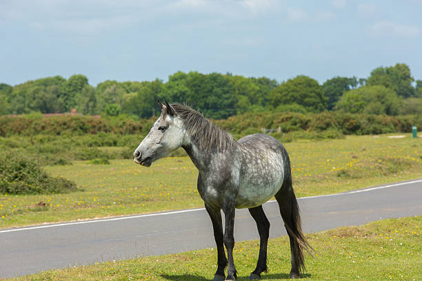 istock Gray wild pony the New Forest Hampshire UK 520133044