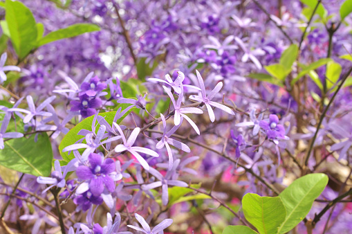 Purple Queen Flower