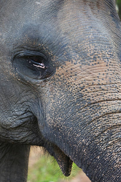 istock Indonesia: Elephant at Way Kambas National Park 520133275