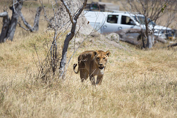 Wild lioness in front of a safari car 