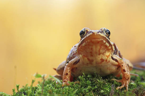 Photo of wood frog (Rana sylvatica)