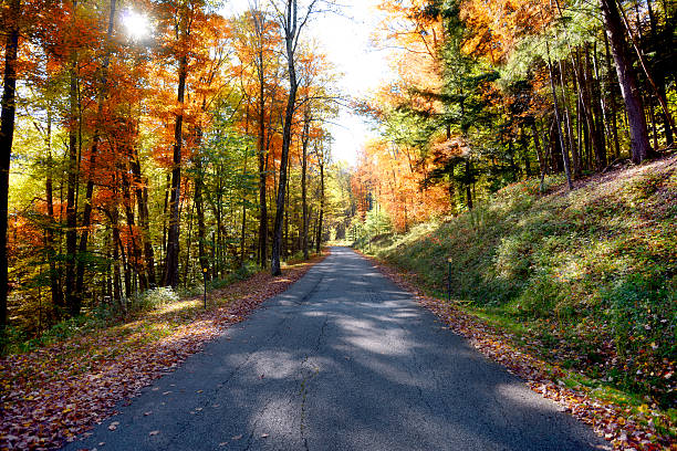istock Road in the Woods 520134315