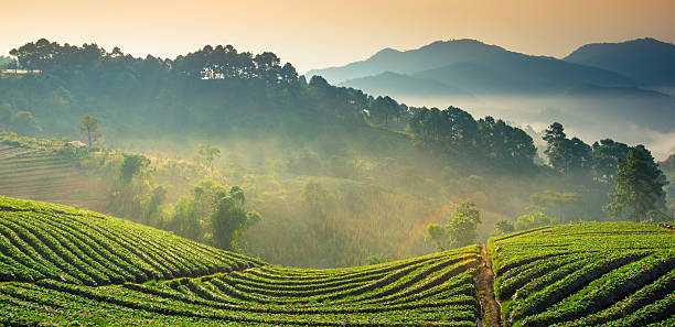 istock Beautiful sunshine at misty morning mountains . 520134585