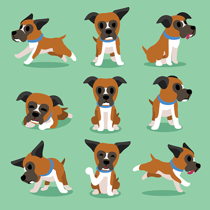 Cartoon character boxer dog poses for design.