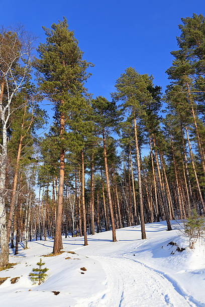 pinos de siberia - piny fotografías e imágenes de stock