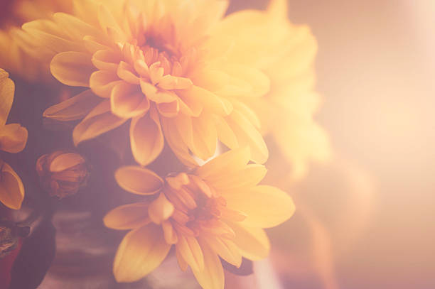 istock Delicate yellow dahlia bathed in warm window light 520135027