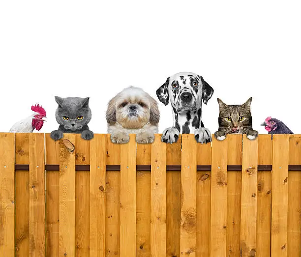 Photo of dogs, cats, chicken and cock look through a fence