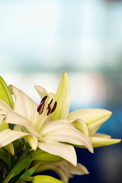istock Close-up of white lily 520135151