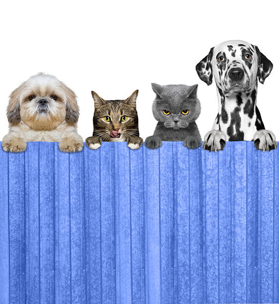 istock dogs and cats look through a fence 520135270