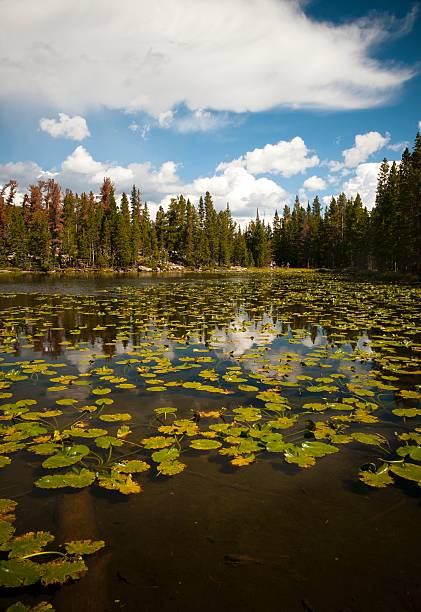 Rocky Mountain National Park The Rocky Mountain National Park outside of Estes Park, Colorado.. lily lake rocky mountains colorado stock pictures, royalty-free photos & images