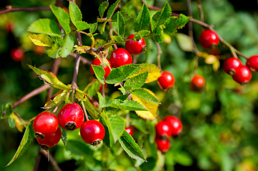 Shiny bright red rosehips on a wild rose bush in the Norfolk countryside on a sunny day.