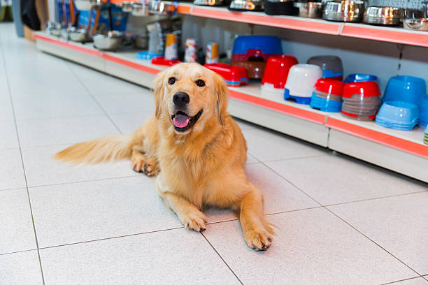 istock Cute Golden Retriever in pet store 520135796