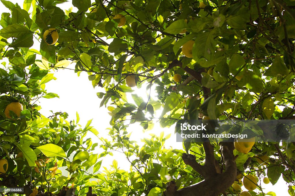 Lemon tree (Citrus × limon) with ripe fruits in sunlight Lush big Lemon tree (Citrus × limon) with ripe for harvest, intense yellow fruits and dense foliage in sunlight on bright summer day. Abundance Stock Photo