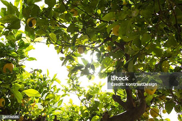 Lemon Tree With Ripe Fruits In Sunlight Stock Photo - Download Image Now