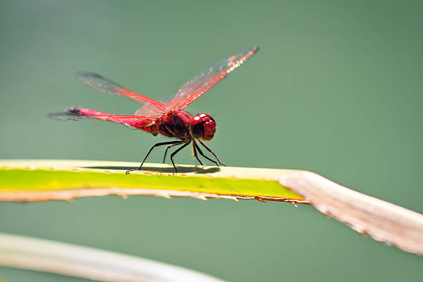 Dropwing Bug 120+ Violet Dropwing Stock Photos, Pictures & Royalty-Free Images - iStock