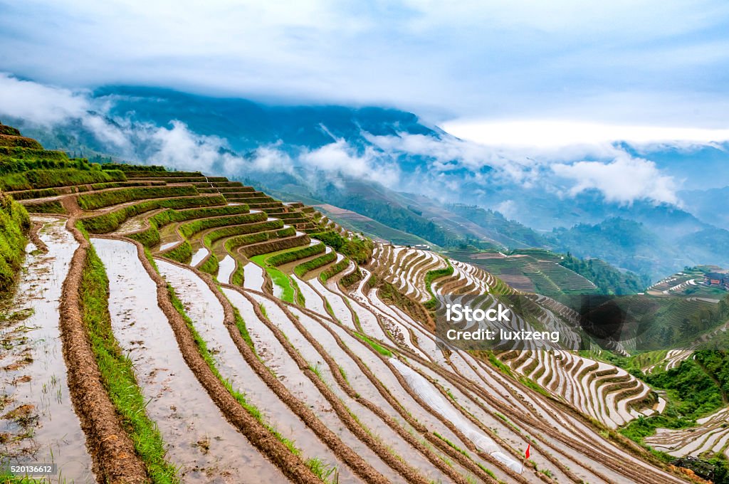 Lowland Rice Terraces Rice Terraces Stock Photo - Download Image Now - Agricultural Field ...