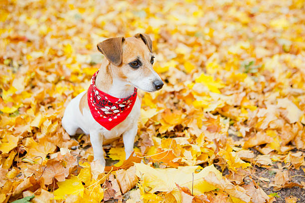 istock adventures of Jack Russell Terrier puppy 520137381
