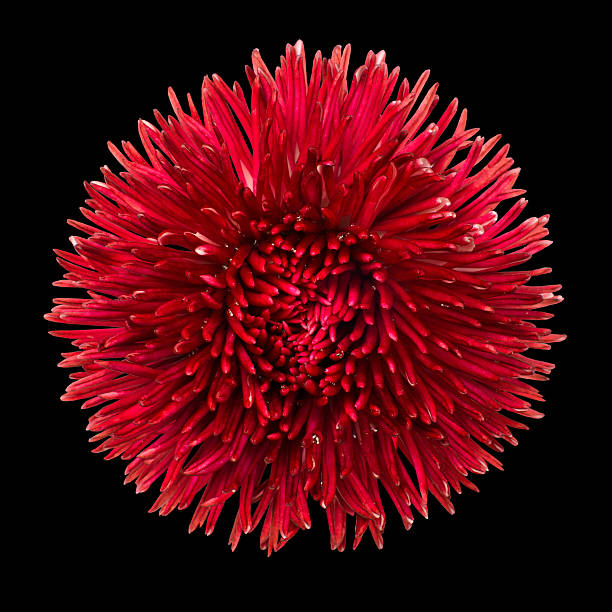 istock Red Daisy Flower Head Isolated on Black 520137927