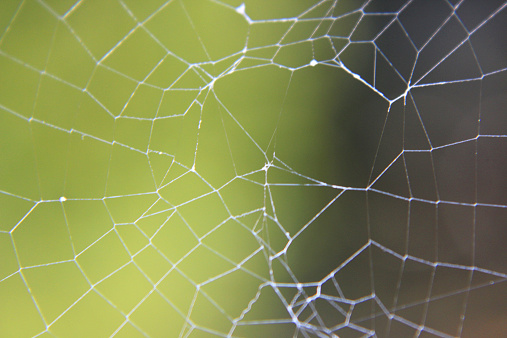 Photo showing a spider's web pictured early in the morning with a blurred background of green leaves.  The spider web belongs to a European garden spider / English cross - named because of the pattern of white dots on the back of this common arachnid that form the shape of a cross.  Also known as diadem, orb and orbweaver spiders, the orbweaver weaves its spiral web to catch insects and waits patiently in the centre for its prey to arrive - and when it does, the spider quickly wraps the insect in silk before biting it with its venomous fangs.