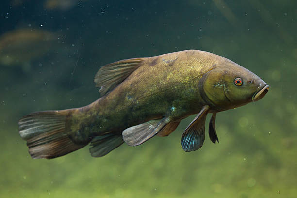 schleie (tinca tinca), auch bekannt als " doktorfisch. - eurasian ethnicity stock-fotos und bilder