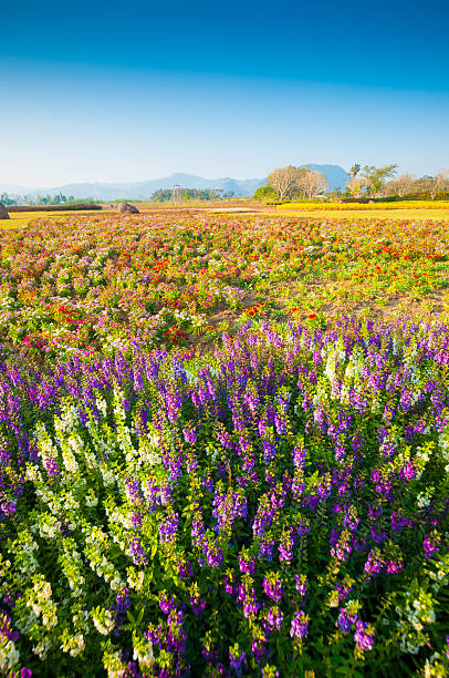 istock Beautiful tulips on green field 520138195