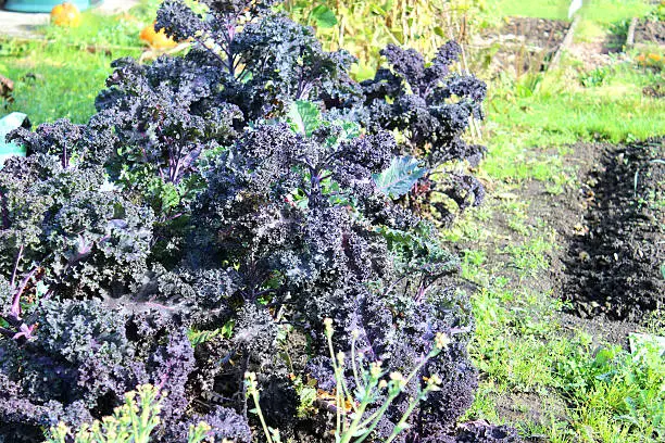 Photo showing a patch of lush dark green / purple curly kale plants, growing in an allotment vegetable garden in the autumn.  Kale (borecole) is a particularly hardy variety of brassica (Latin name: brassica oleracea) and happily tolerates harsh cold weather.  Closely related to wild cabbage, curly kale is known for its dark green, tightly curled leaves, which attract water droplets / morning dew drops.  The leaves are best picked when they are young and at their most tender.