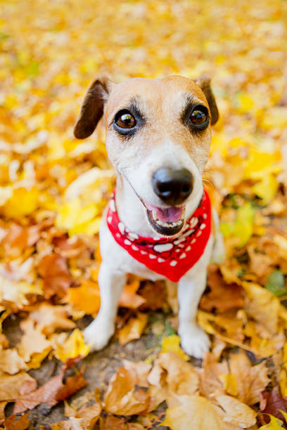 istock Jack Russell Terrier in a beautiful autumn park. 520162253