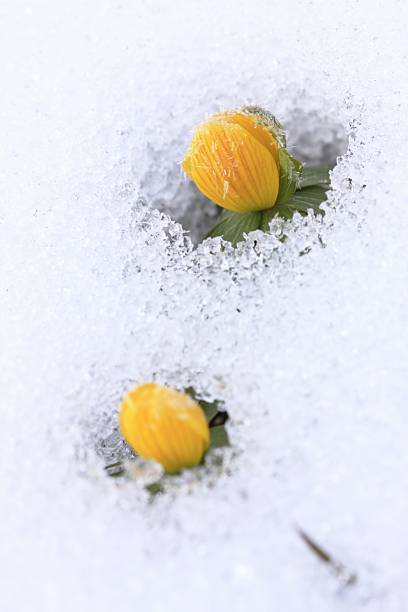 istock Winter Aconite, lat. Eranthis hyemalis in snow 520162969