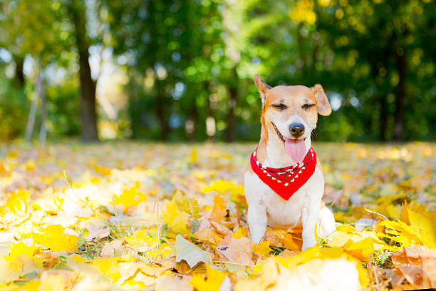 pies jack russell terrier w parku - pets friendship green small zdjęcia i obrazy z banku zdjęć