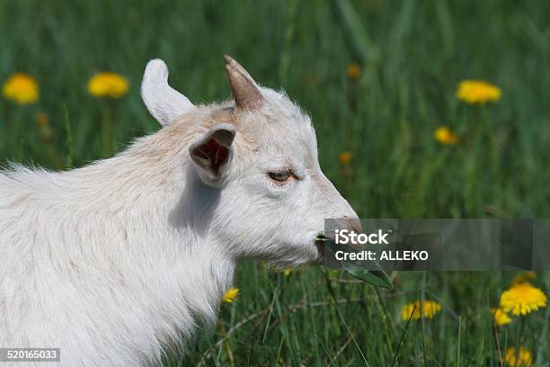 White Goat Eating Leaves On A Green Meadow Stock Photo - Download Image Now - Agricultural Field, Agriculture, Animal