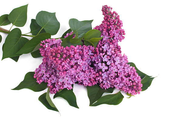 istock branch of blooming lilacs isolated on white background 520165039