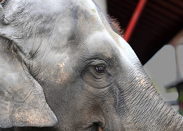 istock photo portrait of an elephant 520165231